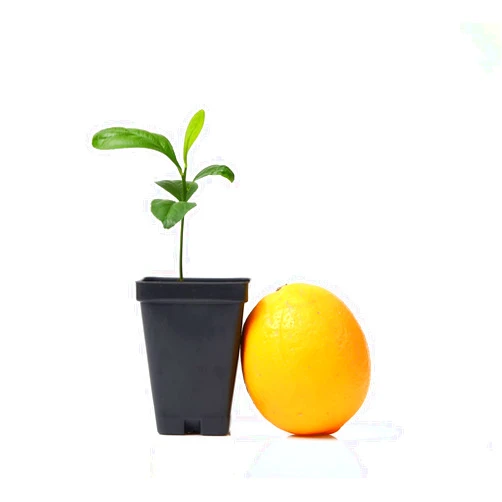 Gerald Winters and Son Meyer Lemon Tree Starter Plant. Citrus x meyeri. 3