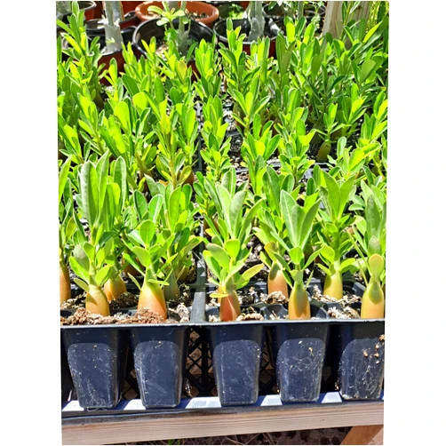 Generic Desert Rose Adenium Obesum seedlings Bundle of 3 Plants 3-4 inches Tall. Colors Unknown