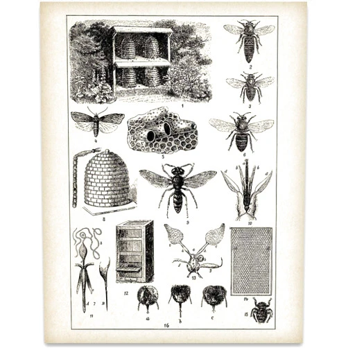 Lone Star Art Bee Keepers Chart - Vintage Honey Bee Farm Decorations, Antique Book Page Decor Bumblebee Poster, Classic Gift for Nature Lovers and Beekeepers, 11x14 Unframed Art Print Poster