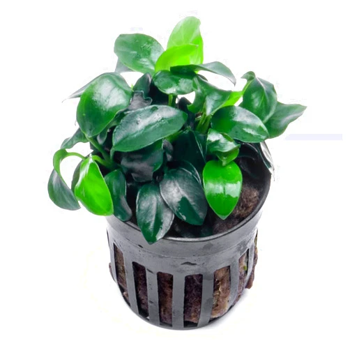 SubstrateSource Anubias Live Aquarium Plants - Potted Freshwater Plant for Fish Tanks, Terrariums - Beginner Friendly Low Light (Nana Petite, 1 Pot)