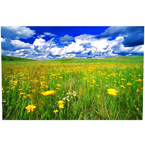 Imagekind Wall Art Print entitled Field Of Flowers, Grasslands National Park, Saskat by Design Pics | 24 x 16