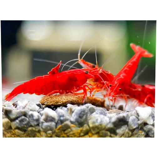 Generic Las Vegas Exotic Fish™ 20 Neocaridina Shrimp Live Freshwater Shrimp Aquarium Inverts (Live Guarantee or Replacemnt is Free) (Fire Red)