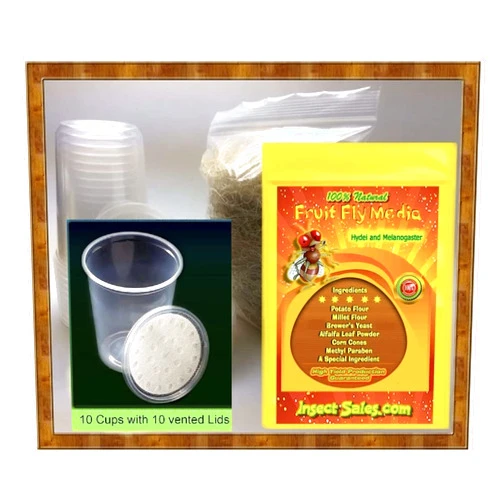 Insectsales.com Fruit Fly Culture Kit (Hydei Or Melanogaster) Will Make 10 Awesome Cultures