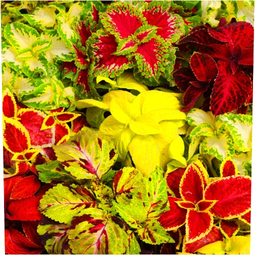 Outsidepride Wizard Mix Coleus Seeds for Planting - 200 Pcs Annual, Compact, & Easy to Grow, Flower Seeds with Serrated Foliage, Ideal for Shaded Areas, Containers, Borders, & Gardens