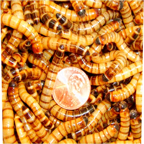 BASSETT'S CRICKET RANCH 250ct Superworms, Feed Reptile, Birds, Fishing Best Bait