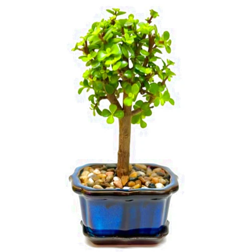 NY City Succulents Bonsai Tree Live Plant - Jade Bonsai Succulent Tree - Easy to Grow Air Purifying Indoor House Plants Flowers for Home Office Wedding Decor & Giftable (Heat Pack Included)