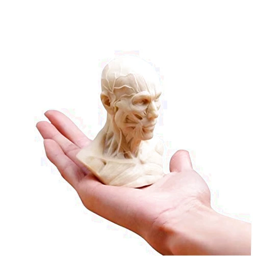 BoNew-Oral Human Model Anatomy Skull Head Muscle Bone Medical Art for The School