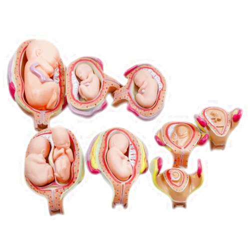INTBUYING Education Model 8PCS Removable Human Anatomical Embryonic Development Nurse Study Human Pregnancy Development Process Model