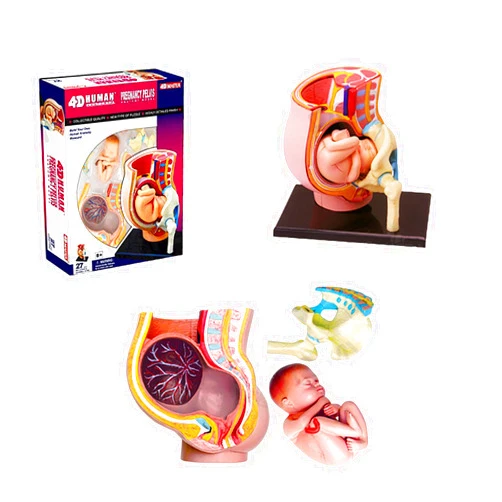 FFCJJD 27 Pcs Pregnancy Pelvis Model-Model Anatomy of Human Pregnancy Pregnancy Body-Pregnancy 9 Months Baby Fetus & Removable Organs for Anatomy Education Display