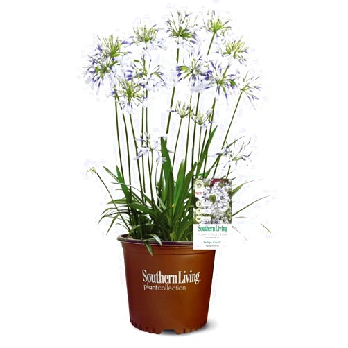 Plants by Mail Indigo Frost Agapanthus 'Lily of The Nile' (2.5 Quart) Flowering Perennial with White and Blue Blooms - Part Sun Live Outdoor Plant - Southern Living Plants