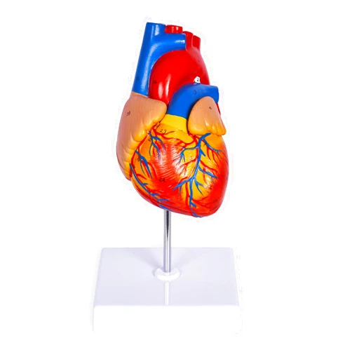 breesky Life Size Human Heart Model, Anatomically Accurate 2-PartMedical Model with 48 Anatomical Structures & Mounted Display Base & Number Manual for Classroom & Cardiology Study