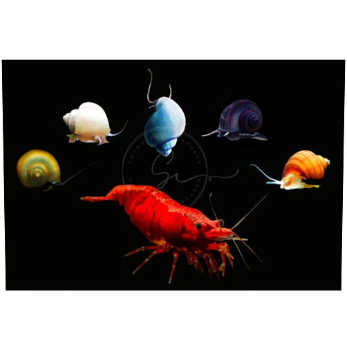 Swimming Creatures™ Premium Grade Neocaridina Shrimps with Assorted Mystery Snails, Freshwater Aquarium, 100% Live Arrival Guarantee (10 Fire Red and 3 Snails)