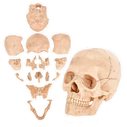 SimCoach Human Skull Model, Detachable Palm-Sized Skull Model, 15 Parts Exploded Anatomy Skull Model, Mini Anatomical Head Model for Medical Students, Teaching Tools, White