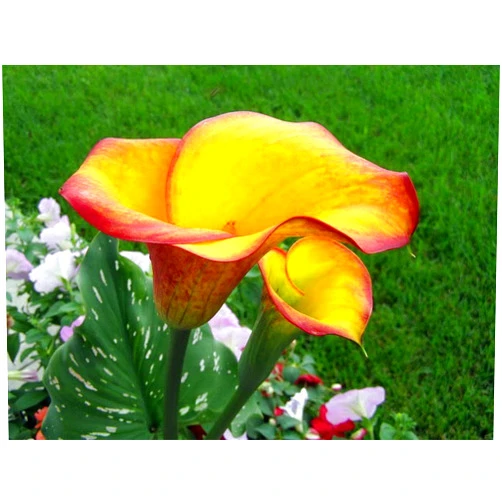 Nianyan 2 BULBS Flame Calla Lily Bulb - Opens Yellow Matures to Flame