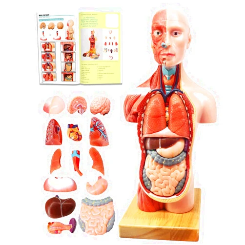 EVOTECH SCIENTIFIC EVOTECH 2025 New Human Body Model for Kids, 15 Pcs Removable 11 inch Human Torso Anatomy Model with Heart Head Skull Brain Skeleton Model, Age 4+, Preschool & School Medical Education Display