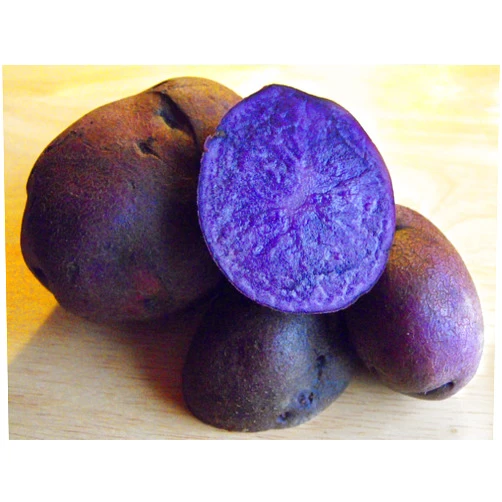 Caribbeangardenseed Color-Mix-Seed-Potato-Mix-Speciality-Potato-Blue-Red-Yellow-White-Excellent (5 LBS)