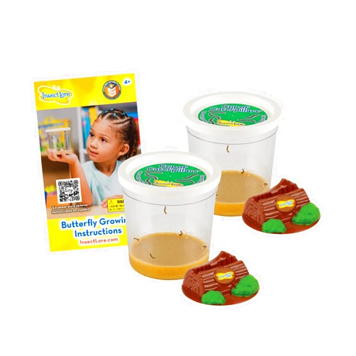 Insect Lore Two Cups of Caterpillars - Life Science & STEM Education - Butterfly Kit Refill – Painted Lady Butterflies – Includes Two Chrysalis Holding Logs Instructions - Butterfly Lifecycle Observation