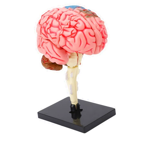 ZJchao Human Brain Model Detailed Neuroanatomy Structure Educational Display Plastic