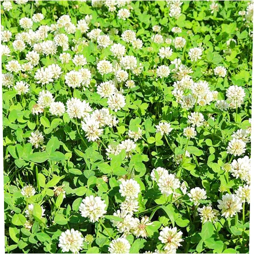 Outsidepride Perennial White Ladino Clover Seed - 5 lbs. Nitrocoated, Inoculated Bulk Clover Seeds, Ideal for Pasture, Forage, Food Plots & Wildlife Ground Cover for Continuous & Rotational Grazing
