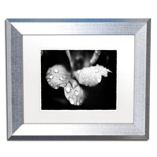 Trademark Fine Art MFG0042-S1114MF Raindrops on Wild Rose by PIPA Fine Art, White Matte, Silver Frame 11x14-Inch, 11x14