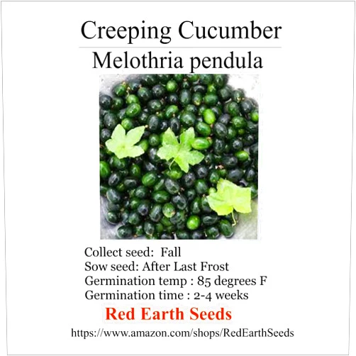 Red Earth Seeds Creeping Cucumber/Melothria pendula - 20 Seeds