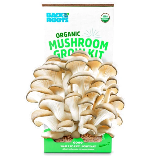 Back to the Roots Organic Oyster Mushroom Grow Kit, Harvest Gourmet Mushrooms In 10 Days