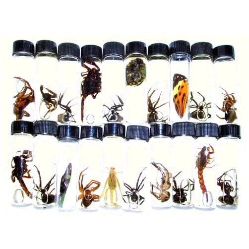 BicBugs Mixed lot of Assorted specimens in vials Wet specimens (2)