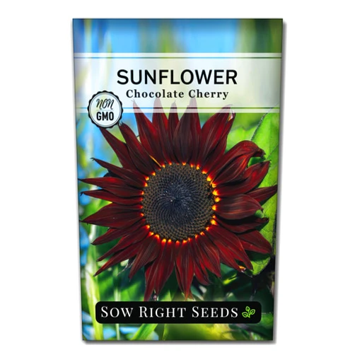 Sow Right Seeds - Chocolate Cherry Sunflower Seeds for Planting - Non-GMO Heirloom Packet with Instructions for Growing - Beautiful Giant Flower - Rare Burgundy and Dark Brown Petals (1)