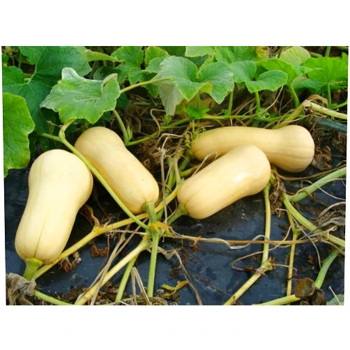 Hirt's Gardens Waltham Butternut Winter Squash Plant - 4