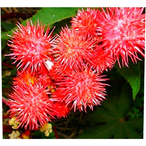 ENVIDESOÂ ENVIDESO Seeds: 20 Seeds Ricinus Red Castor Oil Plant Castor B Mamona Jada Arandi Higuerilla Palma Christi Herb Bulk Garden Flowers B6005