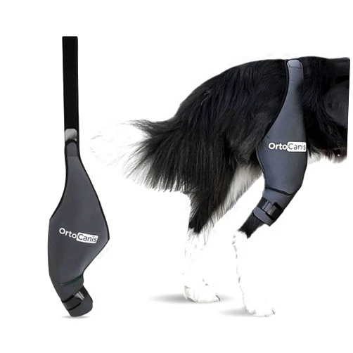 Ortocanis - Dog Knee Brace - For Right Hind Leg - Made of ARD Neoprene - For ACL Tear, Ligament Injuries, Patellar Luxation or Osteoarthritis - Size Large (12,3 - 14,2 