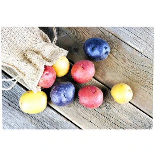 North Valley Seed Seed Potato Mix, 5 lbs. Certified Seed Non GMO Red Lasoda, Golden Yukons and Blue (5)
