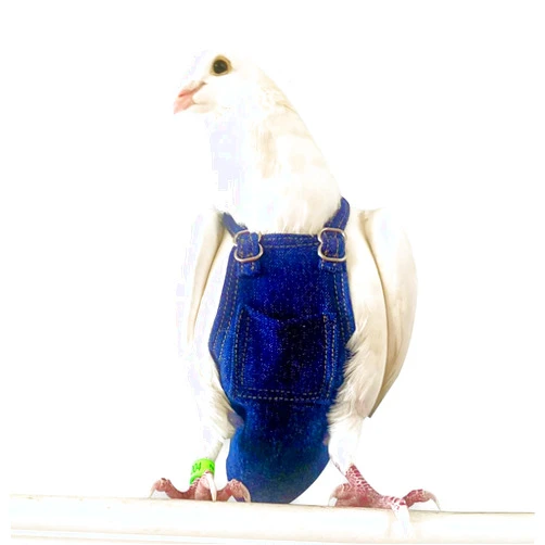 Bev's Bird Boutique - Regular Flypers (Open Back Design)