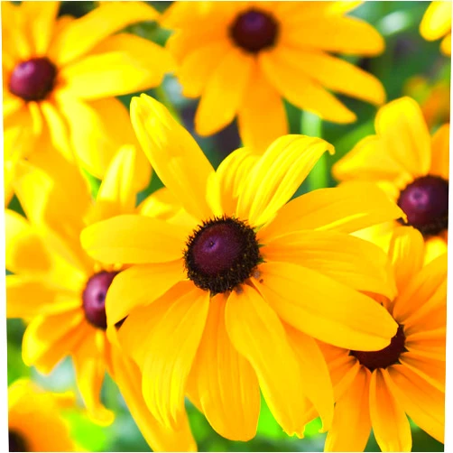 Earthcare Seeds Black Eyed Susan (Rudbeckia hirta) 500 Seeds - Heirloom - Open Pollinated - Beautiful Flower Seeds for Planting - Attracts Pollinators