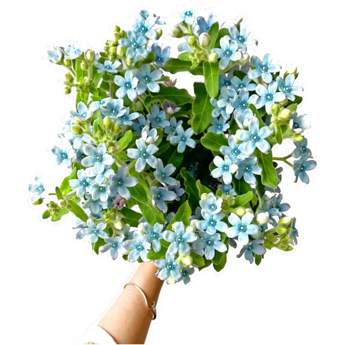 WANGBINYU 10 Stem Blue Tweedia Japan Fresh Cut Flowers DIY Flower Arrangement Wedding Anniversary Love Gift