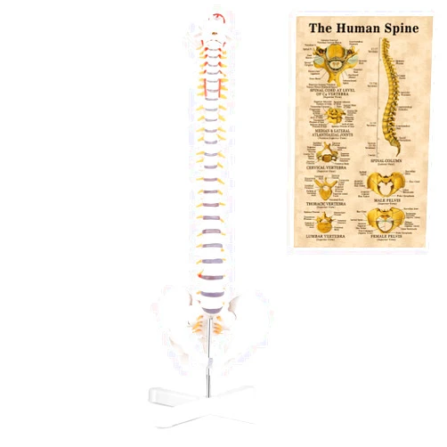 MIIRR Flexible Chiropractic Spine Model, Spine Model with Stand and Included Colorful Human Spine Poster (Life Size)