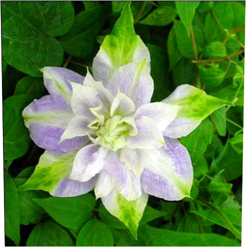 Generic 50 Double Purple and Green Clematis Seeds Bloom Climbing Perennial Flowers Seed Flower Vine Climbing Perennial