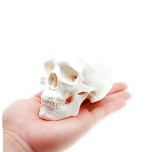 QREBYQ Mini Skull Anatomy Model for Studying - Human Skull Model, Small Plastic Head Bones for Artists Drawing - QREBYQ Anatomy Skull Model