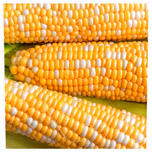 Everwilde Farms - 1/4 Lb Serendipity Hybrid Sweet Corn Seeds - Gold Vault