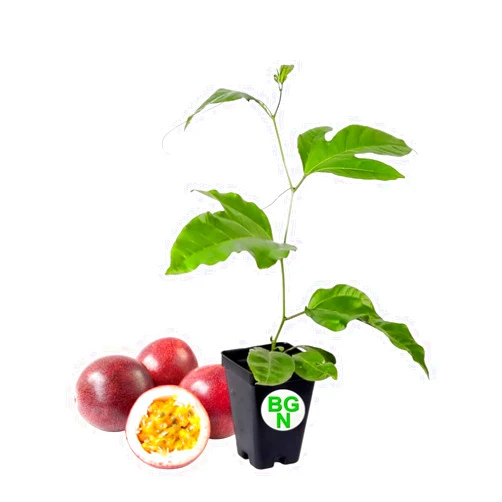 Bountiful Garden Nursery Cold Hardy 'Red Rover' Edible Passiflora Edulis - Edible Purple Passion Flower Fruit Vine - Live Plant