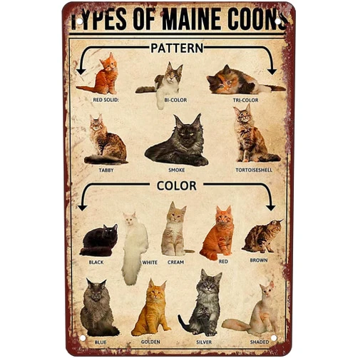 PICFORT Types Of Maine Coons Metal Tin Sign Maine Coon Cat Knowledge Retro Poster Club Decor Room Home Wall Decor Vintage Classroom Office Studio Gift For Women Men 8x12 Inch Plaque Tin Sign