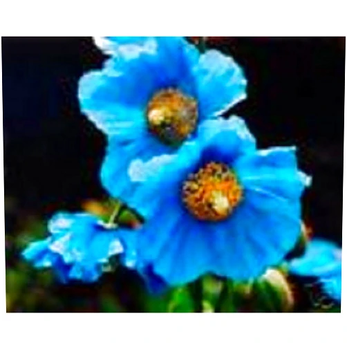 CHERYL'S UNIQUE FLOWER SEEDS 30+ Papaver Meconopsis Blue Poppy Perennial Flower Seeds