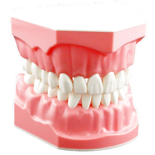 Dentalmall Dental Model Brushing Flossing Practice Teeth Typodonts Mode Gingiva Visible Anatomic Demonstration Teaching Studying Standard Size