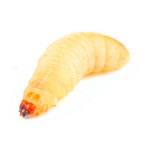 BESTBAIT 250 Count Live Waxworms