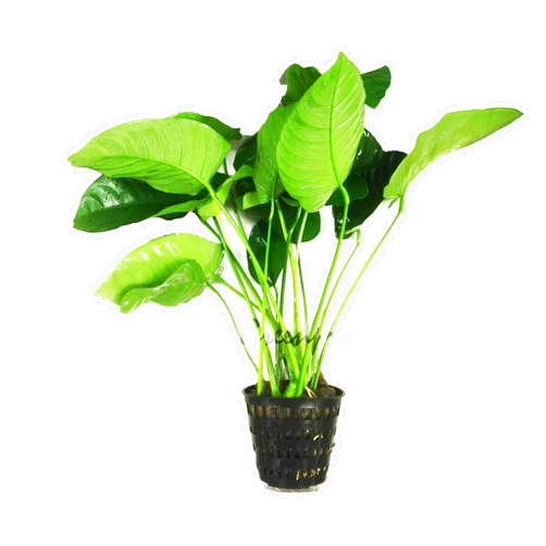Greenpro Anubias Barteri | Broad Leaf XXL Mother Potted Live Aquarium Plant for Freshwater Fish Tank