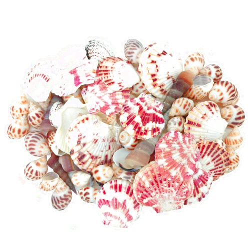 JZMYXA Sea Shells Mixed Beach Seashells Various Maximum Sizes up to 2 Inches Shells Approx. 80 Pieces Seashells