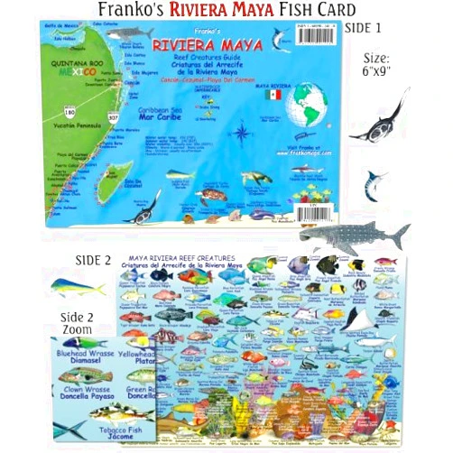 Franko Maps Riviera Maya Reef Creatures Fish ID for Scuba Divers and Snorkelers