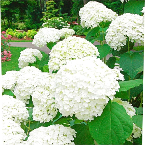 QAUZUY GARDEN 50 Premium Hydrangea Seeds White Hortensia - Attractive Perennial Flowering Shrub Bush Tree - Attract Pollinators & Fast-Growing - Striking Accent Landscape Plant