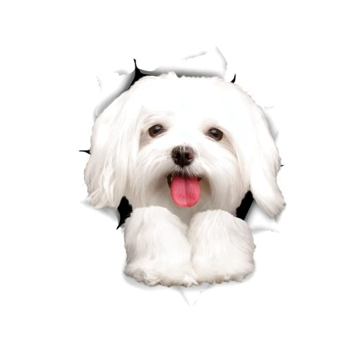 Winston & Bear 3D Dog Stickers - 2 Pack - Cute Maltese Dog Decals for Wall, Fridge, Toilet and More - Retail Packaged Maltese Stickers