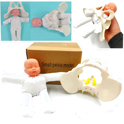 DredQcco Childbirth Demonstration Pelvis Model-Mini Female Pelvis&Baby Model - Fetus/Umbilical Cord/Placenta-Childbirth Simulator Female Pelvis and Baby Model for Study Display Teaching Medical Model (Small)